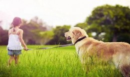 娱乐吃瓜酱遛狗小说,狗界风云录
