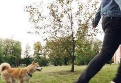 娱乐吃瓜酱遛狗小说,狗界风云录