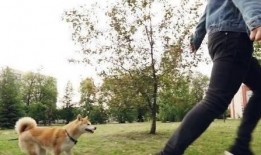 娱乐吃瓜酱遛狗小说,狗界风云录